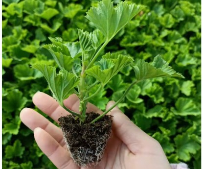 天竺葵（穴盤苗)